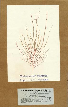 Dumontia contorta_61.jpg